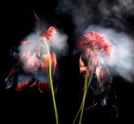 Flores em nitrogênio líquido