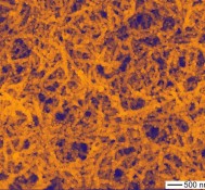 Nanopartículas de ouro em nanofios de prata